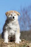 AKITA INU 088